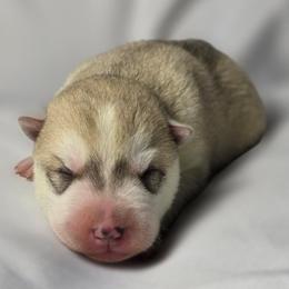 Daisy - Gray and white female Siberian Husky puppy in Los Angeles, California from Limitless Huskies