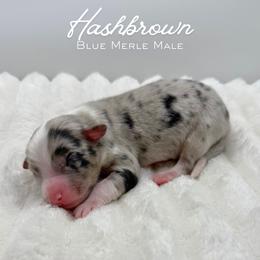 Hashbrown - Blue merle male Australian Shepherd puppy in Fort Pierce, Florida from JS Aussies