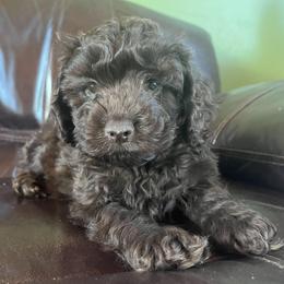 Felix - Brown male Cockapoo puppy in Mayville, Michigan from Kathy Maize