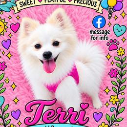 Terri - Cream female Pomeranian puppy in St. Louis, Missouri from Saint Louis Pomeranian babies