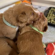 Nova Scotia Duck Tolling Retriever Puppies from Tallyho Tollers