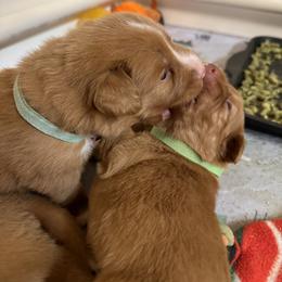 Nova Scotia Duck Tolling Retriever Puppies from Tallyho Tollers