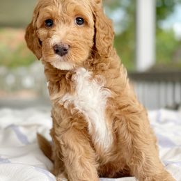 Goldendoodle Puppies from Glittering Grace Goldendoodles