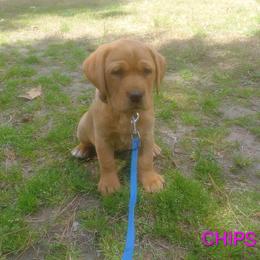EXPECTED LITTER JAN 2026 - Yellow female Labrador Retriever puppy in Prince George, Virginia from Kingdom Kenelz Labradors