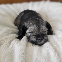 Miniature Schnauzer Puppies from Highland Schnauzer