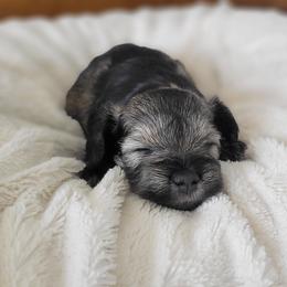 Miniature Schnauzer Puppies from Highland Schnauzer