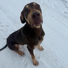Reese - Chocolate male Great Dane puppy in Corsica, Pennsylvania from Ferguson Family Danes LLC