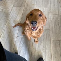 Autumn (Arizona Only Guardian program) - Dark golden female Golden Retriever puppy in Waddell, Arizona from Sunshine Mountain Retrievers