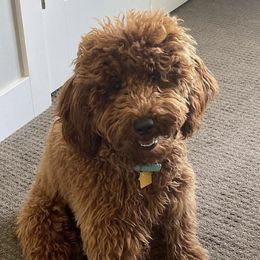 Poodles from Curly Paw Doodles