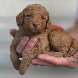 (Red Collar) Puddle - Red  male Goldendoodle puppy in Granite Falls Nc, North Carolina from Carolina Goldendoodles