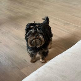 Nahnis - Yorkshire Terrier