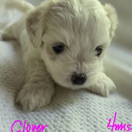 Maltipoo Puppies from Missy's Little Garden