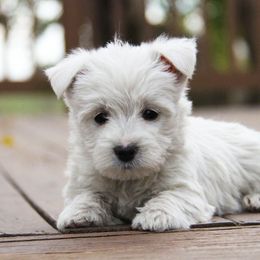 West Highland White Terrier Puppies from The West Acres