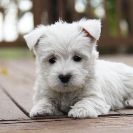 West Highland White Terrier Puppies from The West Acres