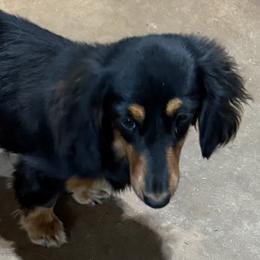 Nelly - Dachshund