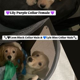 Bernedoodle and Goldendoodle Puppies from Lyon and Luna Goldendoodles Bernedoodles
