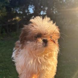 Bubbles - Red and white female Shih Tzu puppy in Augusta, Georgia from Floofah la Woofah