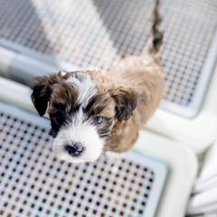 Bernedoodle and Whoodle Puppies from Fleury Farm Doodles NC