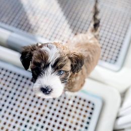 Bernedoodle and Whoodle Puppies from Fleury Farm Doodles NC