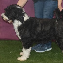 Bayou - Portuguese Water Dog