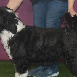 Bayou - Portuguese Water Dog