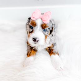 Haven - Blue merle female Bernedoodle puppy in Mahomet, Illinois from Jordan Family Doodles