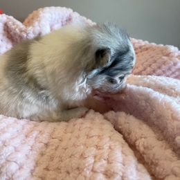 Pomeranian Puppies from Nikki’s lil Pomeranians