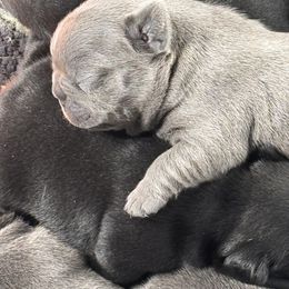 French Bulldog Puppies from K&J Frenchies