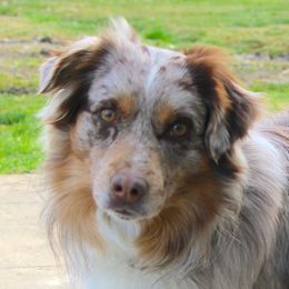 Ollie - Miniature Australian Shepherd