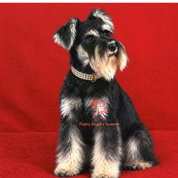 Rollo - Miniature Schnauzer