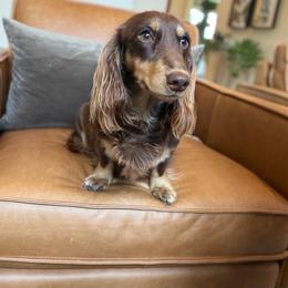 Lucy - Dachshund