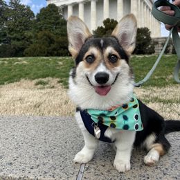 "Pumpkin (@theadventuresof_pumpkin)" Pembroke Welsh Corgi All Grown Up from H Patisserie Corgis