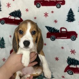 Girl 4 - Beagle puppy from Trevillian Beagles