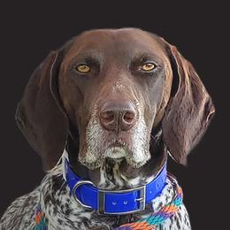 Dixie - German Shorthaired Pointer