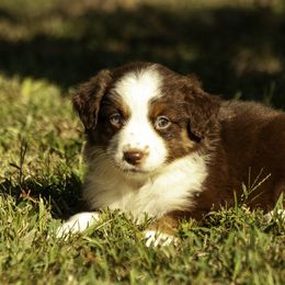 Girl 1 - Red tri-color female Miniature American Shepherd puppy in Franklinville, North Carolina from Fine Hill Miniature Americans