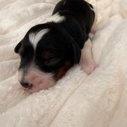 Stan - Tri-color male Cavapoo puppy in Redding, California from O’Hara  Doodles