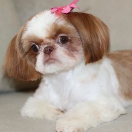Shih Tzus from Kathy Friedes Shih Tzu Puppies