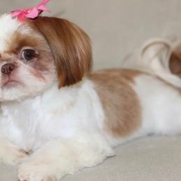 Shih Tzus from Kathy Friedes Shih Tzu Puppies