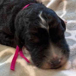 Pink - Tri-color female Bernedoodle puppy in Toledo, Ohio from Avery Doodle Day LLC