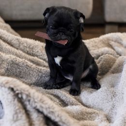 Pug Puppies from Wicked Kennel