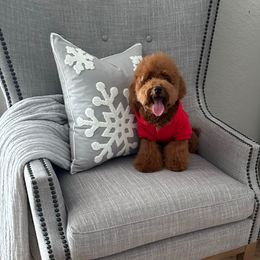 Billy - Goldendoodle