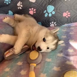 Siberian Husky Puppies from Canace Siberians