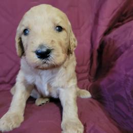 Boy 4 - Apricot male Goldendoodle puppy in Blountsville, Alabama from Southern Charm Goldendoodles