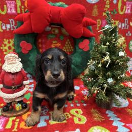 Light blue collar - Black and tan male Dachshund puppy in Chicago, Illinois from RGZ Doxies
