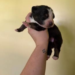 Piglet - Black tri-color male Australian Shepherd puppy in Caro, Michigan from White Tail Australian Shepherds