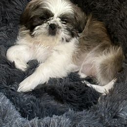 Shih Tzu Puppies from Sarayas Shih Tzus
