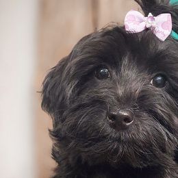 Double Doodles, Goldendoodles, Poodles, Yorkipoos, and Yorkshire Terriers from Edgewater Doodles & Designer Pups