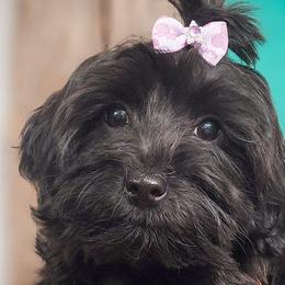 Double Doodles, Goldendoodles, Poodles, Yorkipoos, and Yorkshire Terriers from Edgewater Doodles & Designer Pups