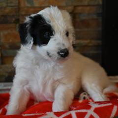 Cupid - Bordoodle puppy from Indiana Bordoodles