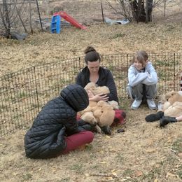 Golden Retriever Puppies from J-R Farms Goldens